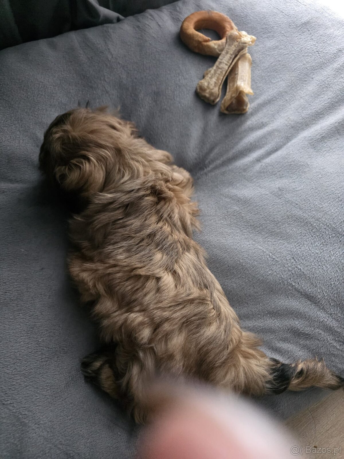 Sprzedam śliczne szczeniaczki rasy shih tzu - 4