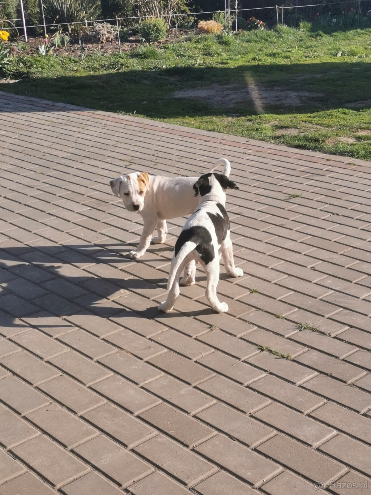 Suczka i piesek amstaff - 4