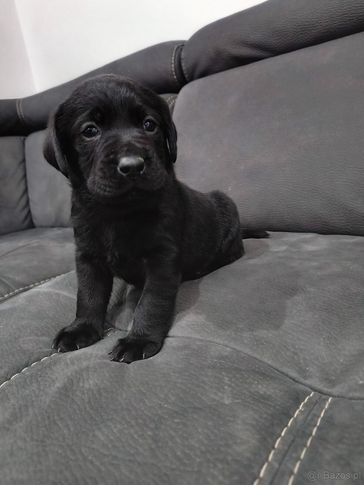 Labrador retriever - 4