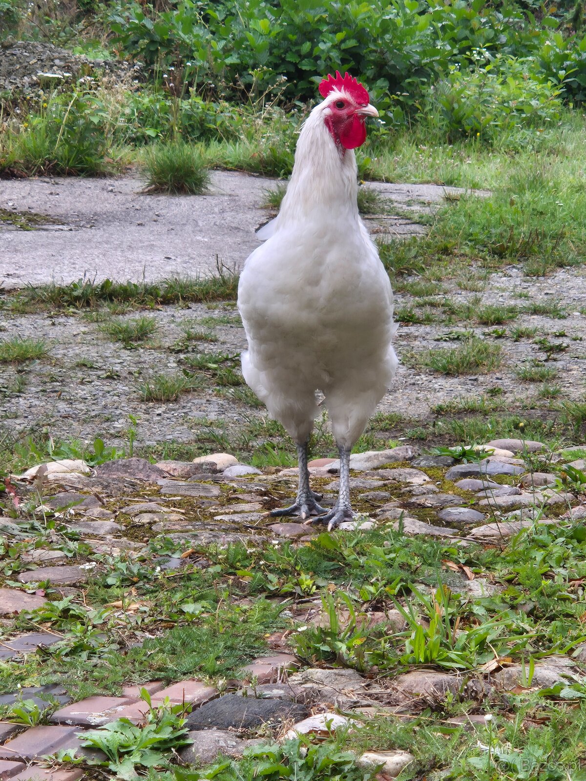 Biały kogut Australorp (gen recesywny) - 4
