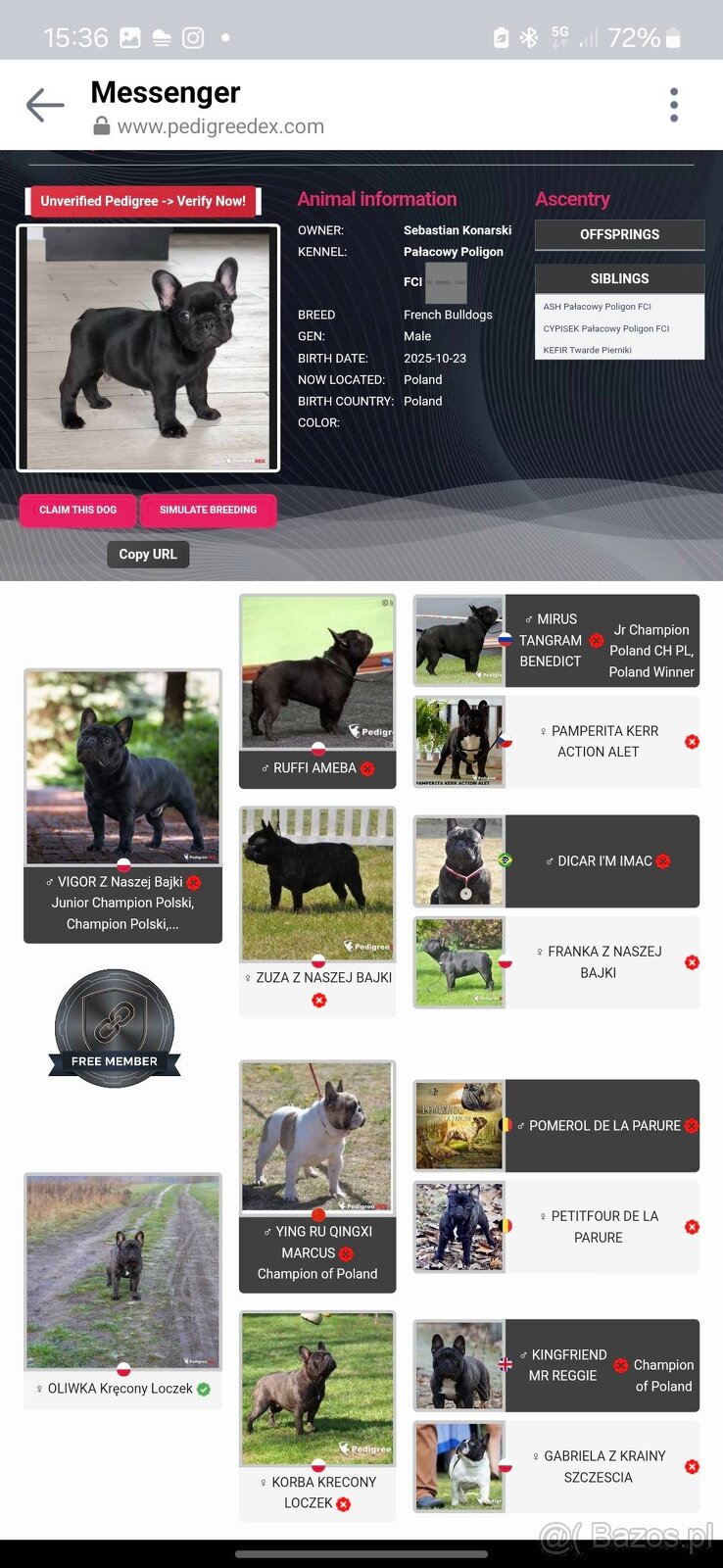 Buldog francuski chłopiec pręgowany ciemny FCI wystawowy - 4