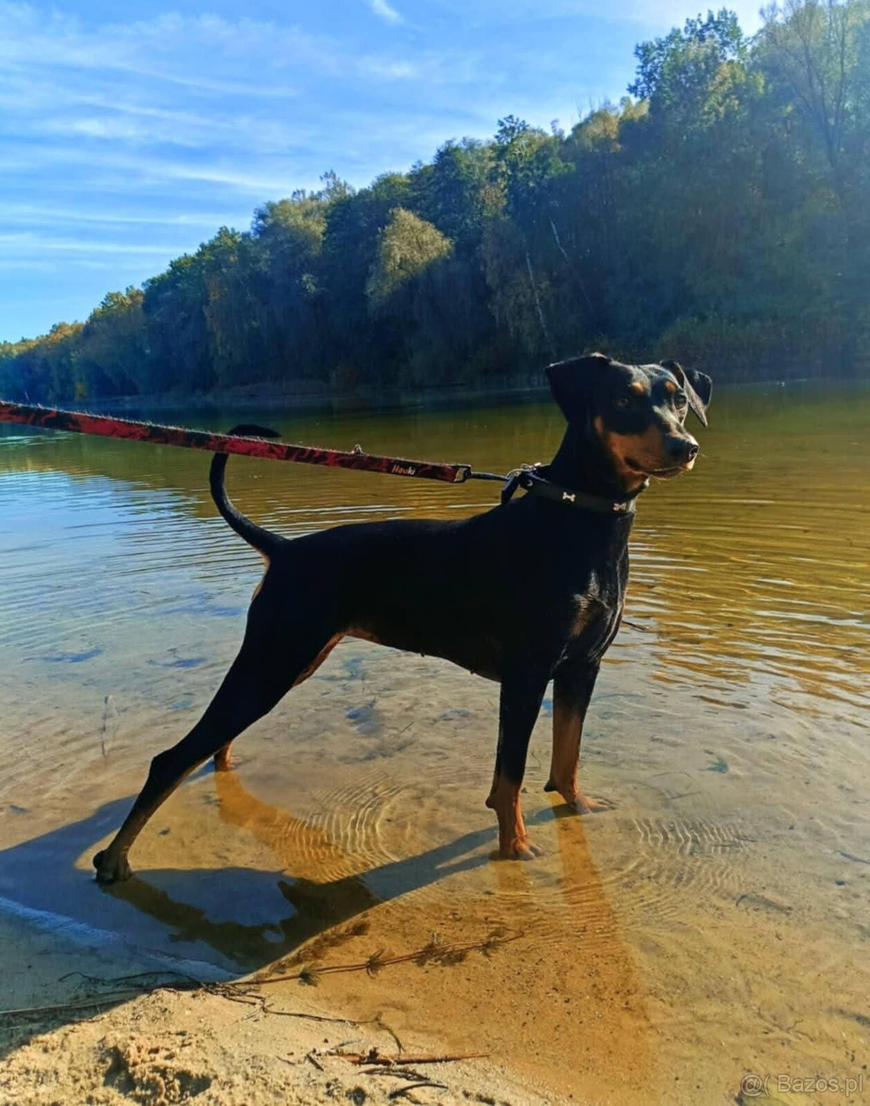 Pinczer średni niemiecki - 4