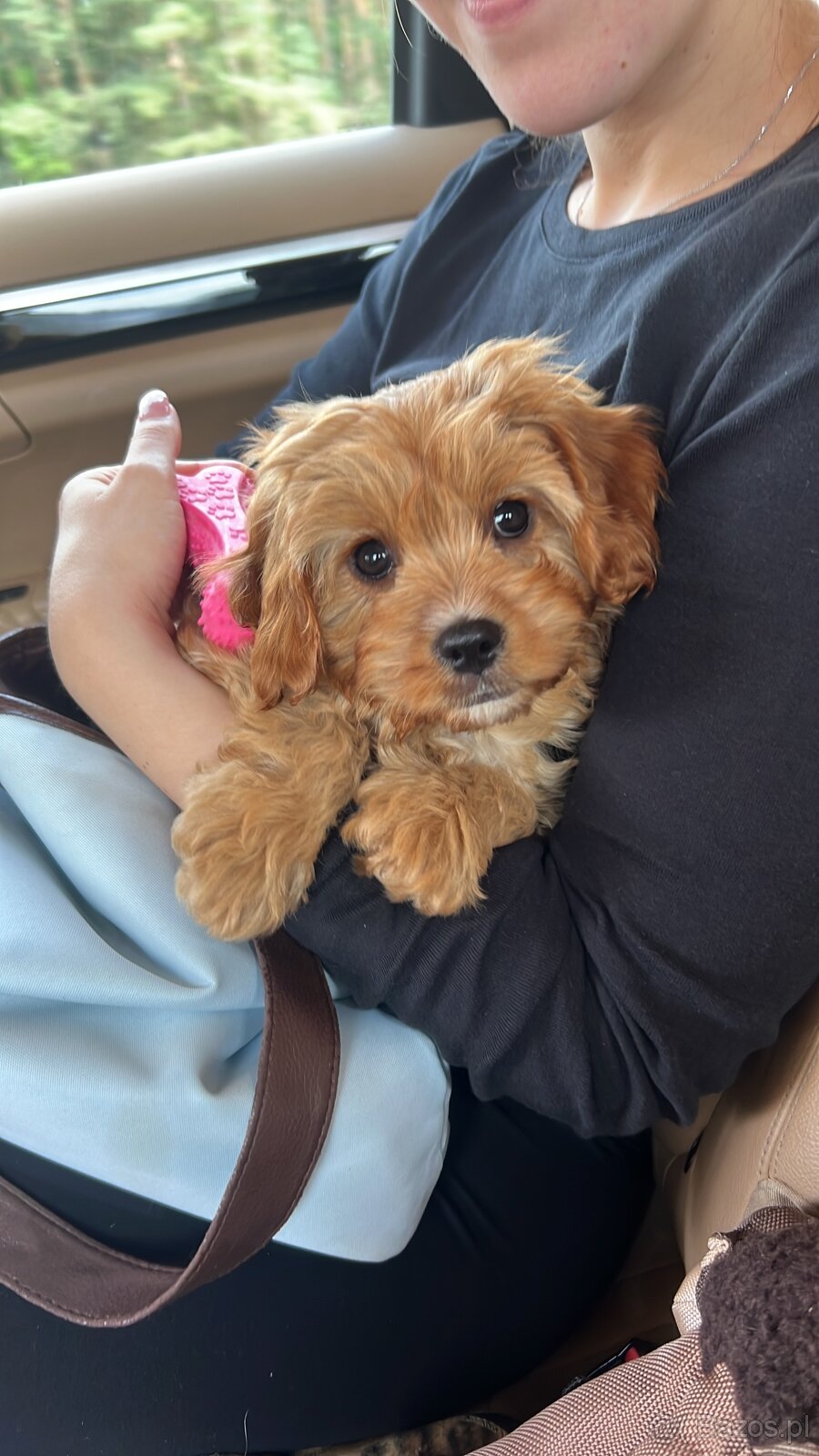 Cavapoo - cudowny, kochany piesek szuka domu ❤️ - 4