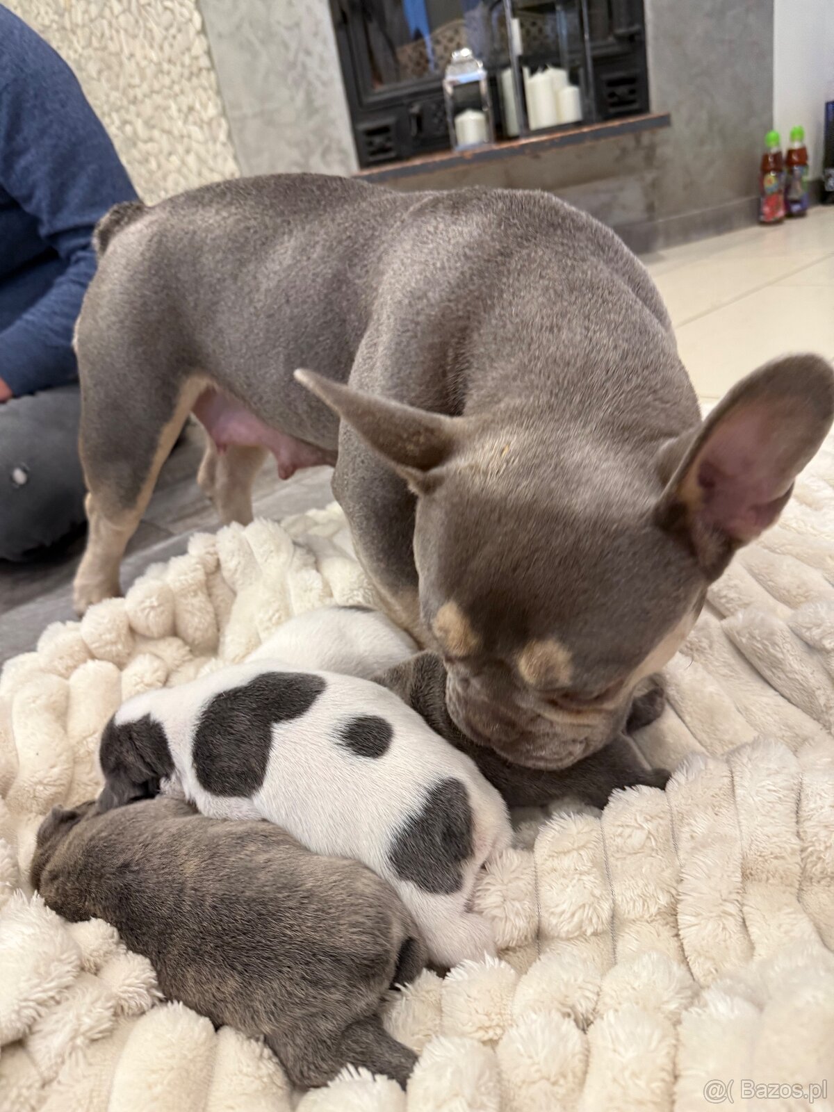 Szczenięta buldog francuski - 4