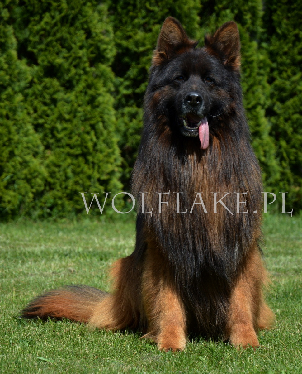 Owczarek niemiecki długowłosy ZKwP FCI - 4