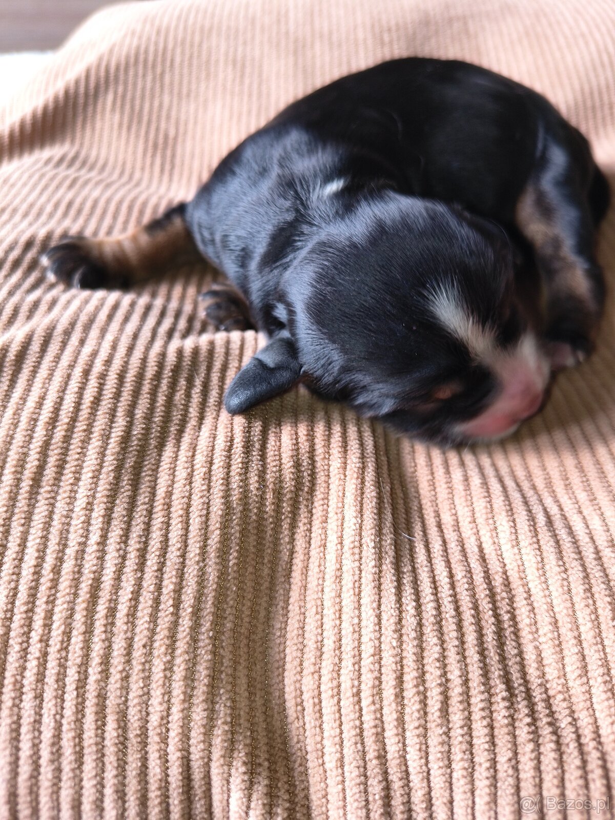 Szczeniak cocker spaniel angielski - 4