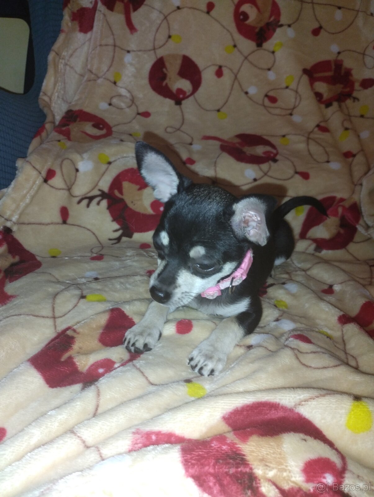 Chihuahua krótkowłosa - 4