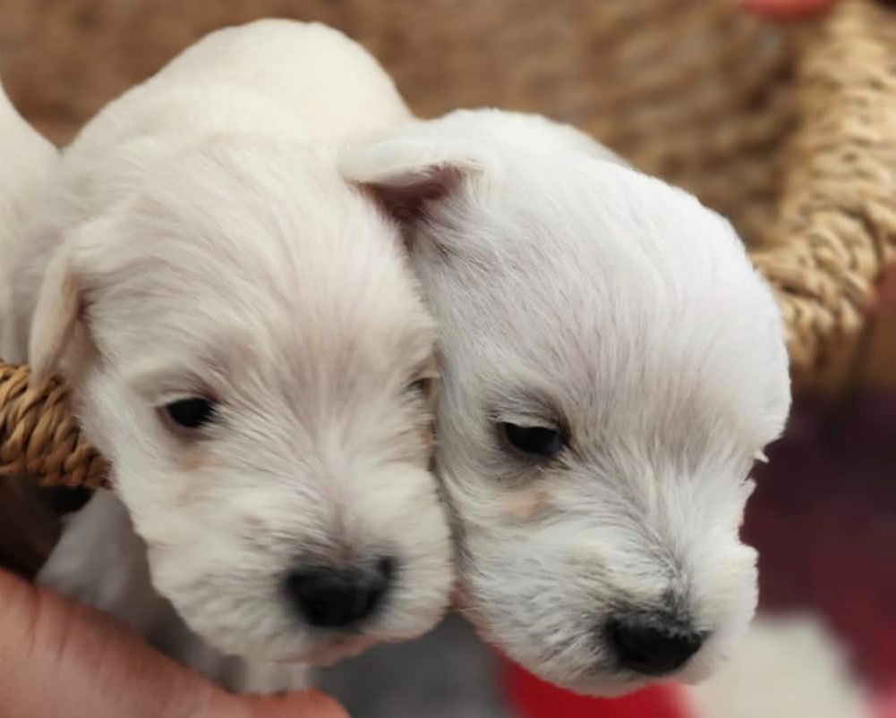 Sznaucer malý s PP - 4