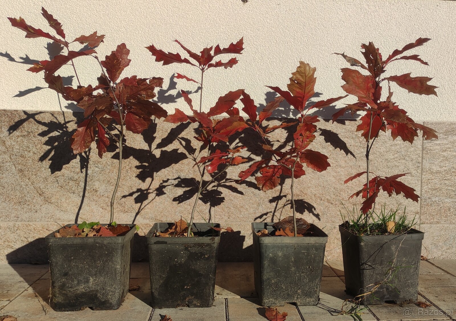 Sadzonki w doniczkach - dąb czerwony / Quercus rubra, hod. o - 4