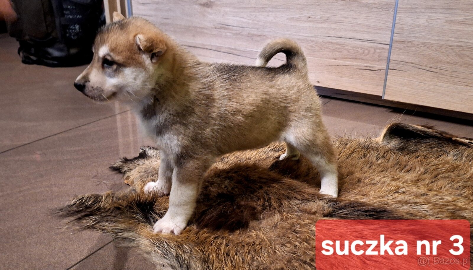 Szczeniaki Łajka zachodnio-syberyjska ZKwP FCI - 4