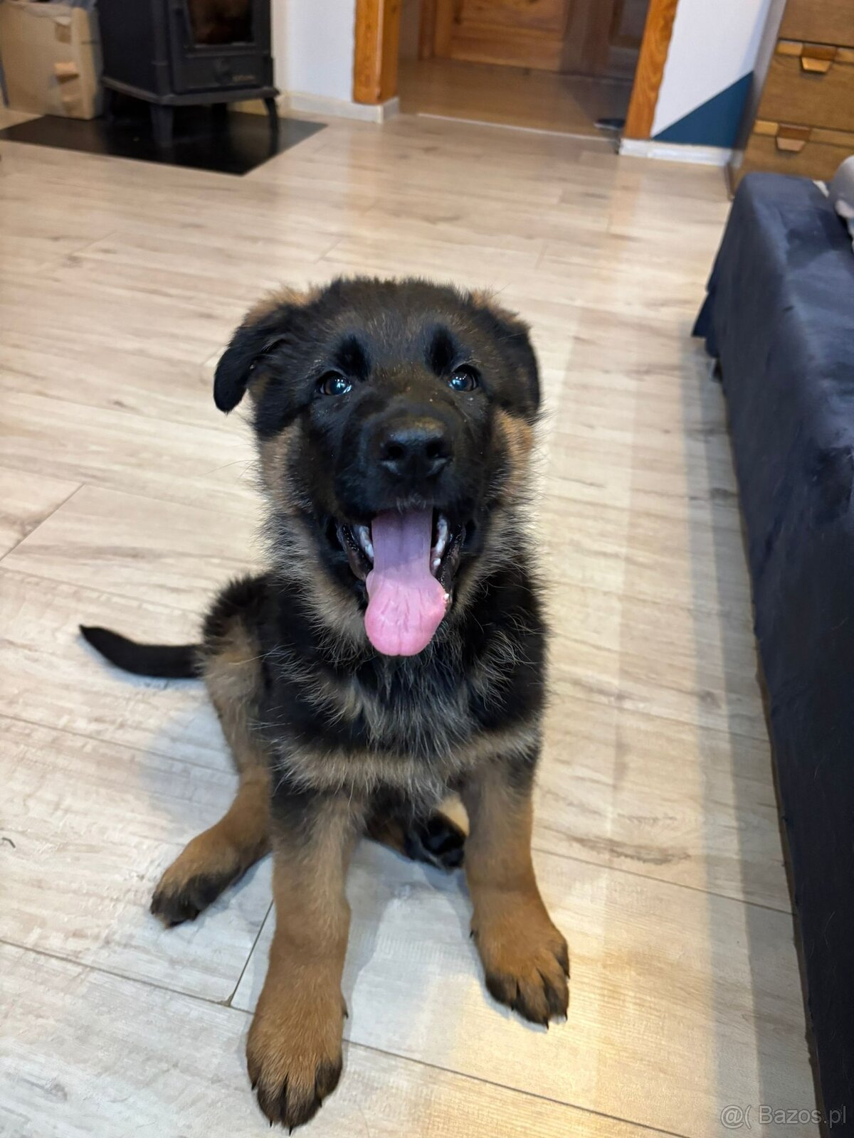 10 tygodniowe szczenięta gotowe na zmianę domu - 4