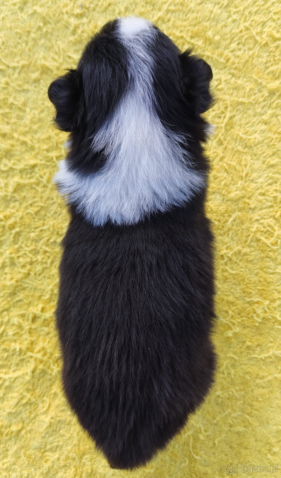 Piękna suczka HELGA - BORDER COLLIE z pełną dok. super rodzi - 4