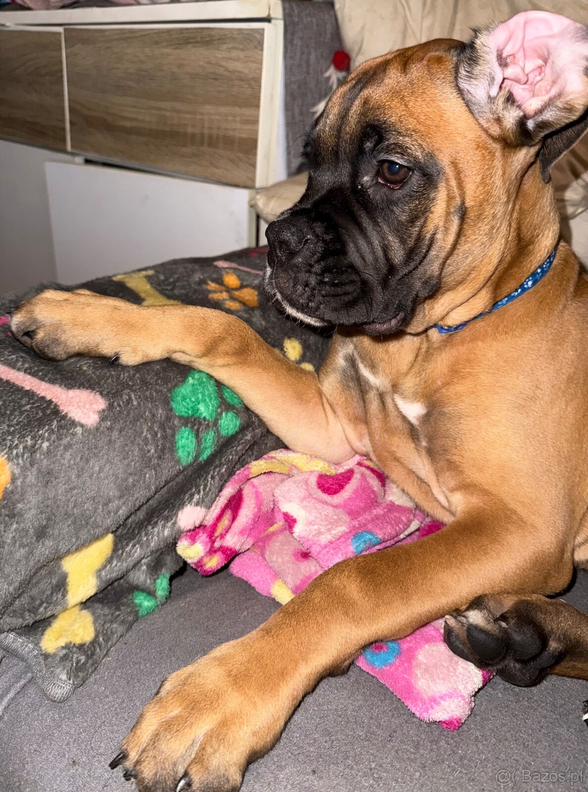 Bokser szczeniaki - 4