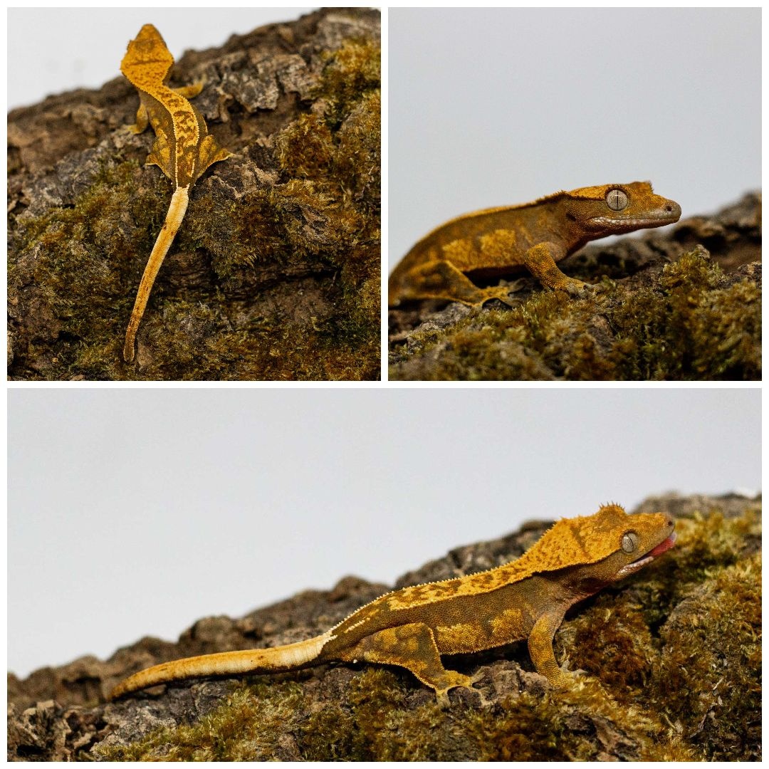 Gekony orzęsione (ciliatus) + akcesoria GeckoSVK - 4