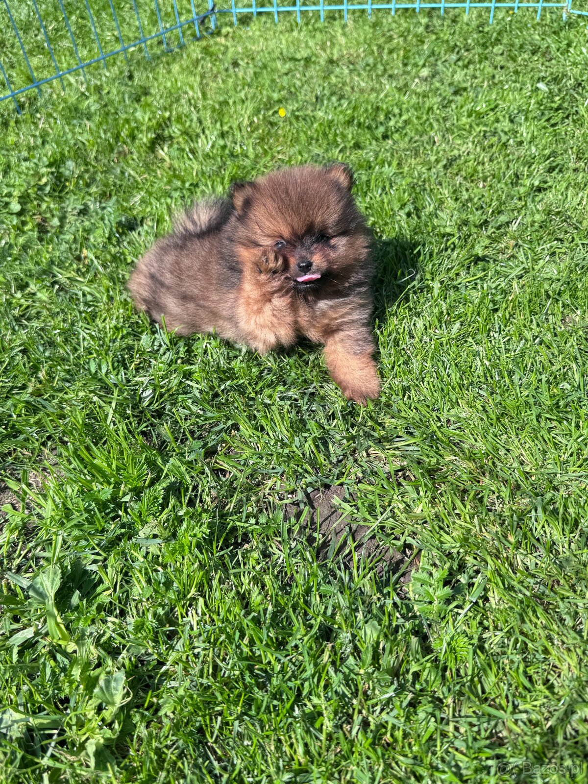 Cudowna suczka ZkwP/FCI – Szpic Miniaturowy Pomeranian - 4