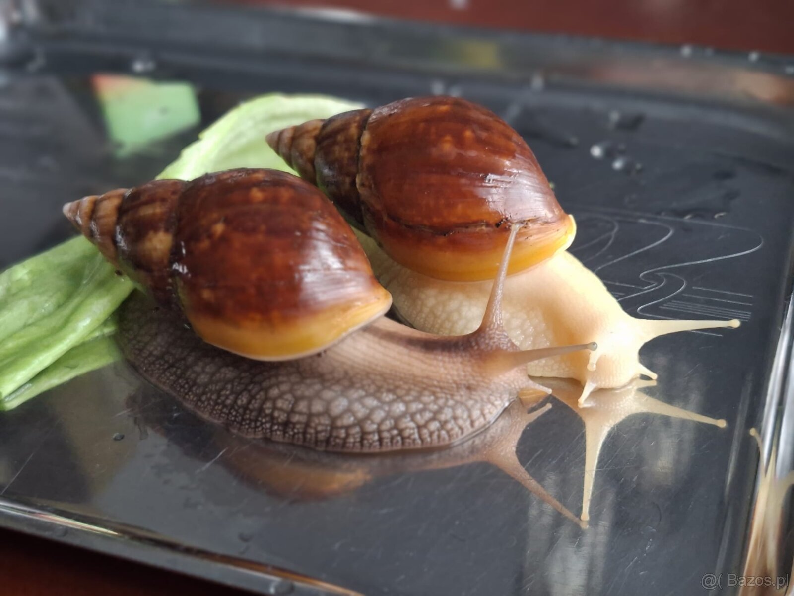 Sprzedam Ślimaki afrykańskie Lissachatina (Achatina)fulicia - 4
