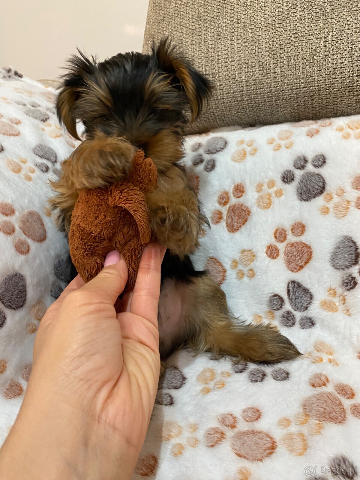 Yorkshire Terrier - 4
