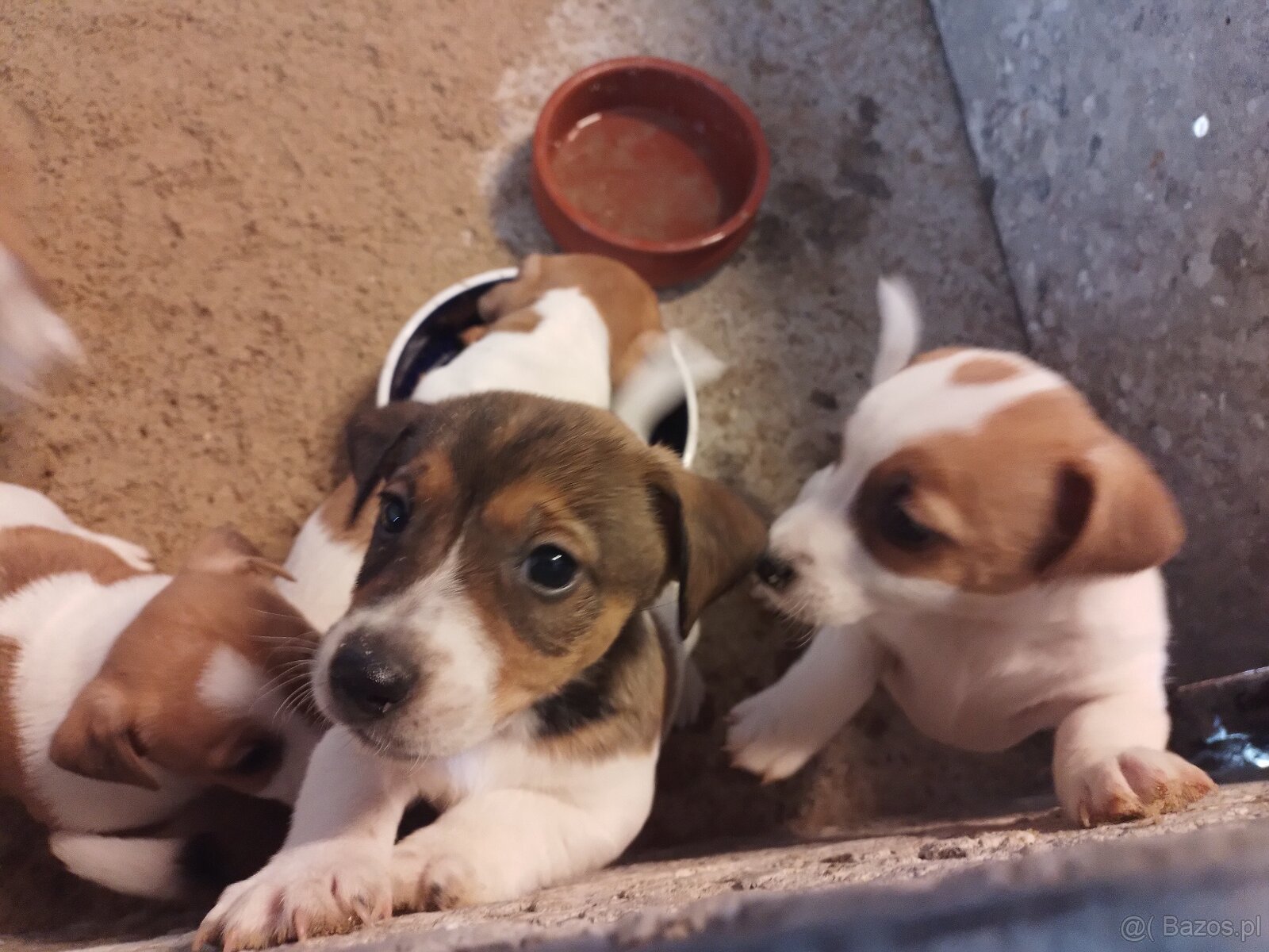 Sprzedam Jack russell terrier - 4