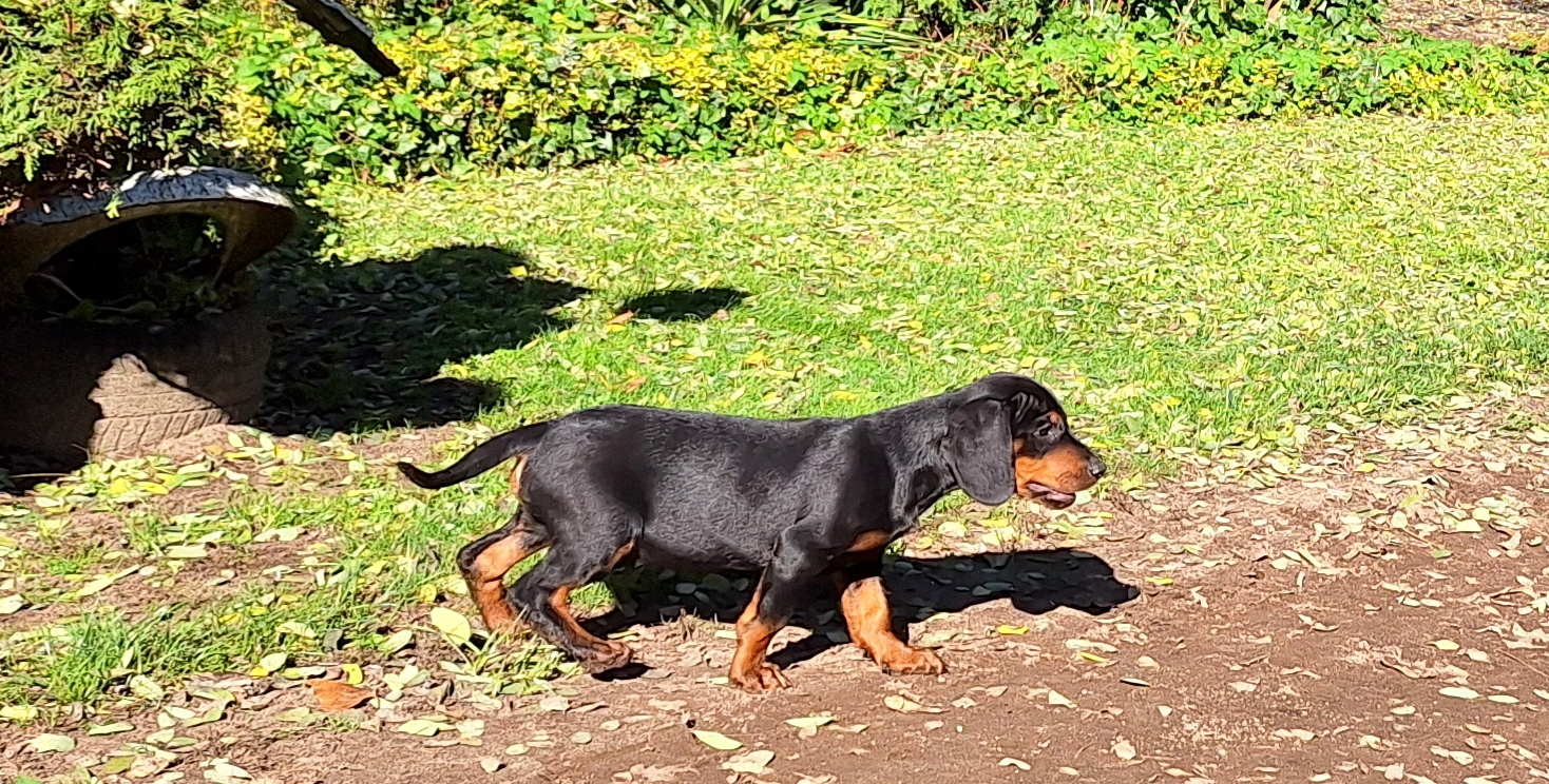 Gończy Słowacki KOPOV ZKwP FCI - 4