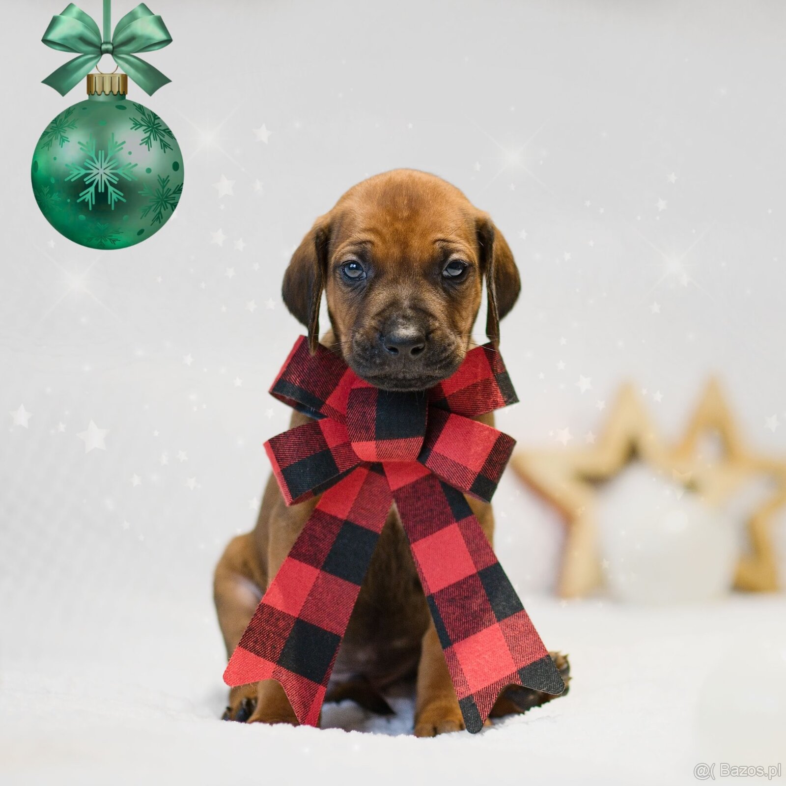 Rhodesian Ridgeback z rodowodem - 4