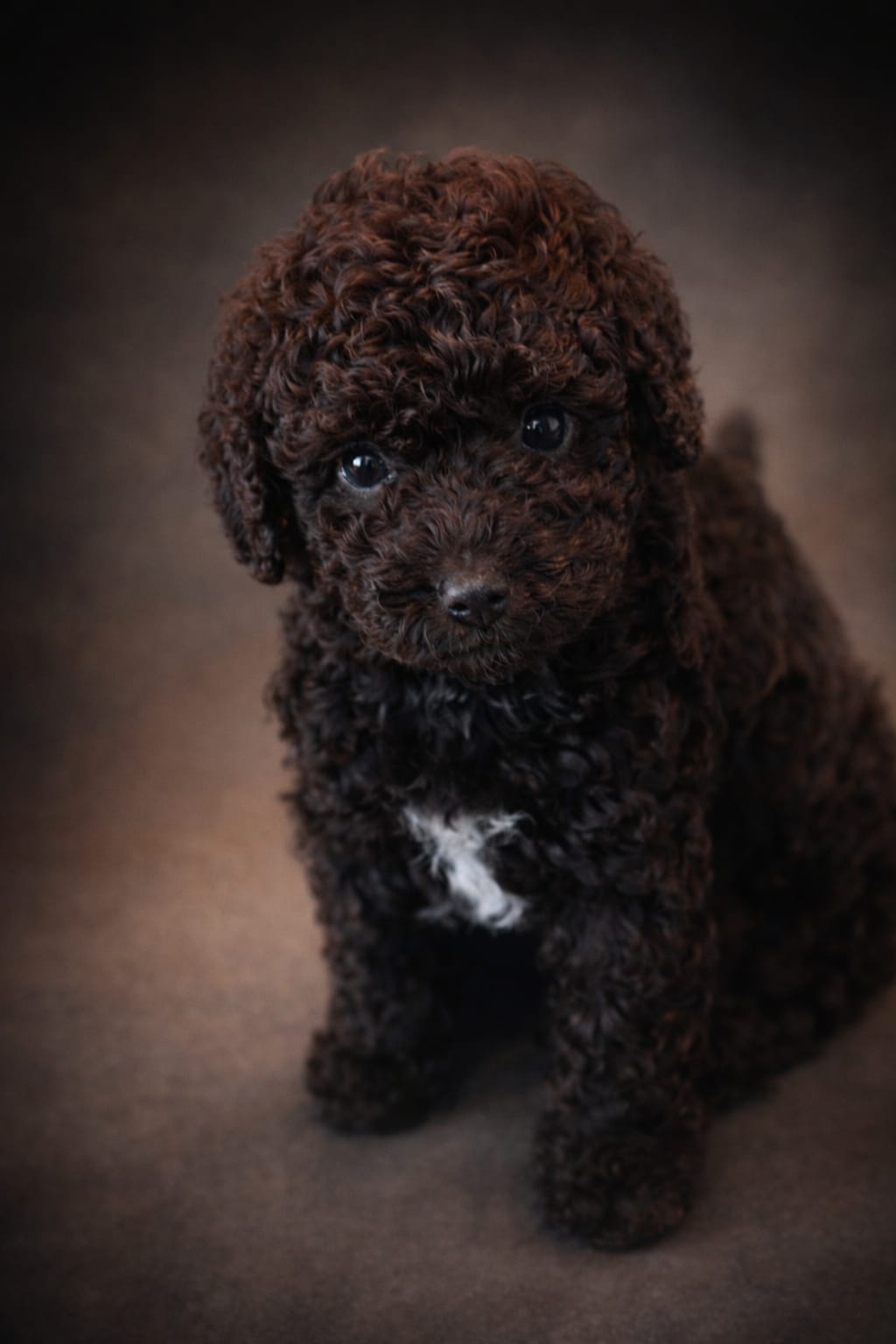 (Spanish Water Dog) Hiszpański pies dowodny szczeniaki - 4