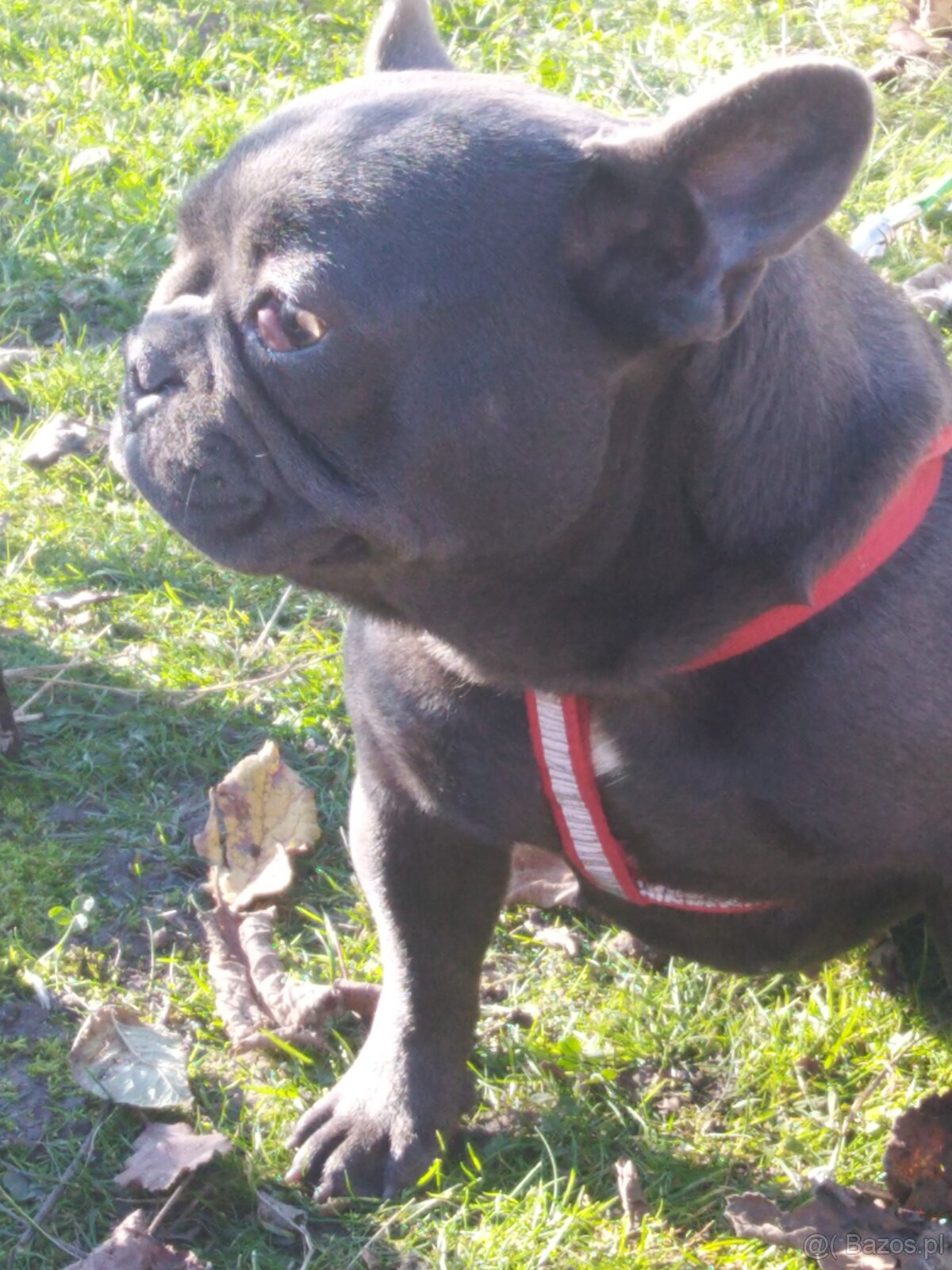 Buldog francuski suczka - 4