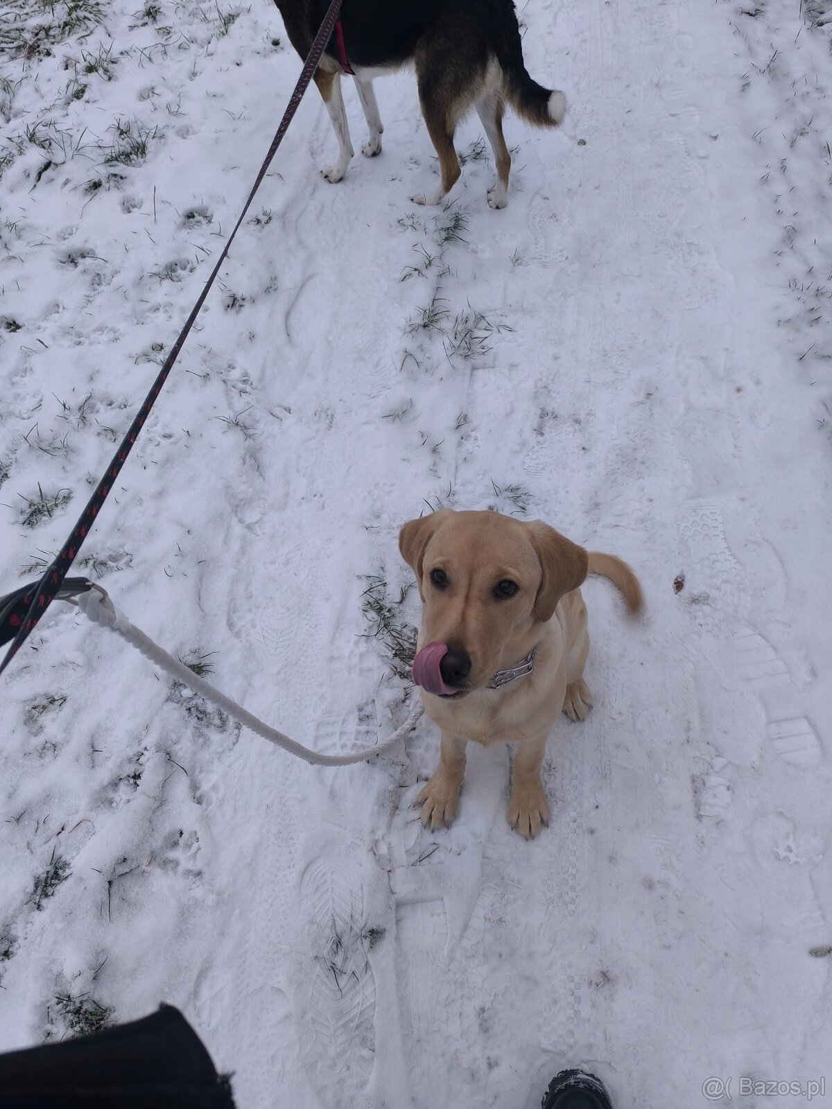 Labrador retriever - 4