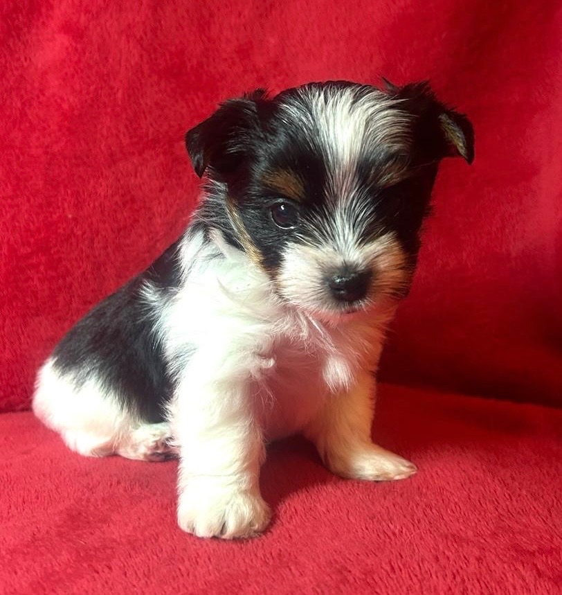 Biewer Yorkshire Terrier - 4