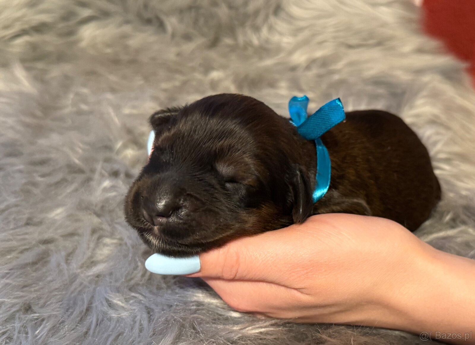 Owczarek Francuski Briard - 4