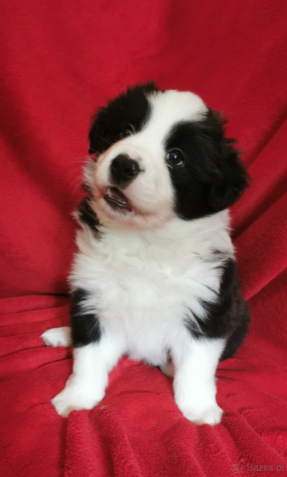 Border Collie FCI /ZKwP - 4