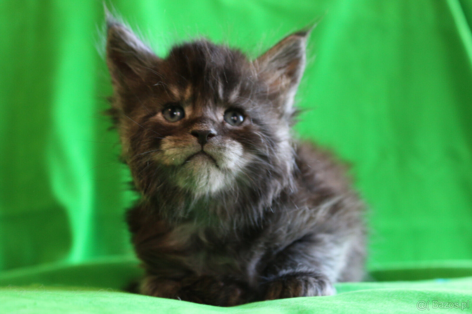 Kociaczki maine coon - 4