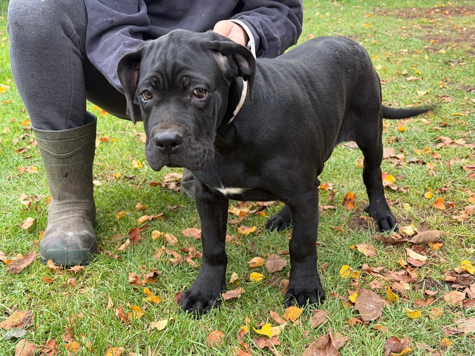 Cane corso - 4