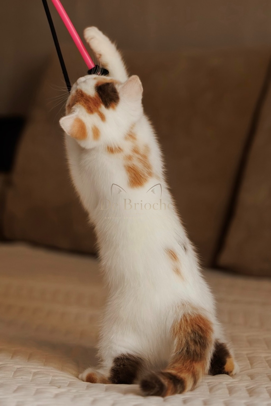 British Shorthair • koteczek Chocolate Tortie Harlequin - 4