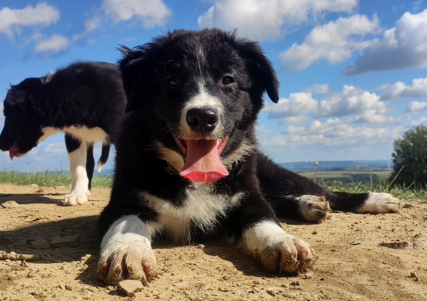 BORDER COLLIE czystej krwi z Hodowli - Rasowy z pełną dokume - 4