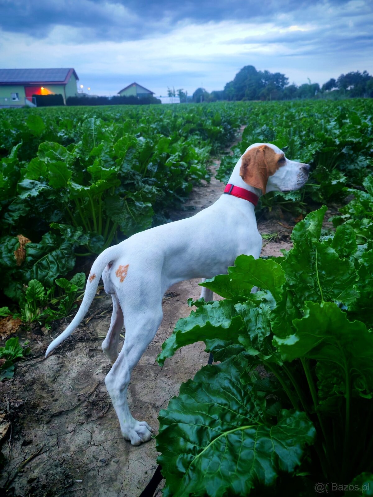 suczka rasy wyżeł angielski (english pointer) - 4