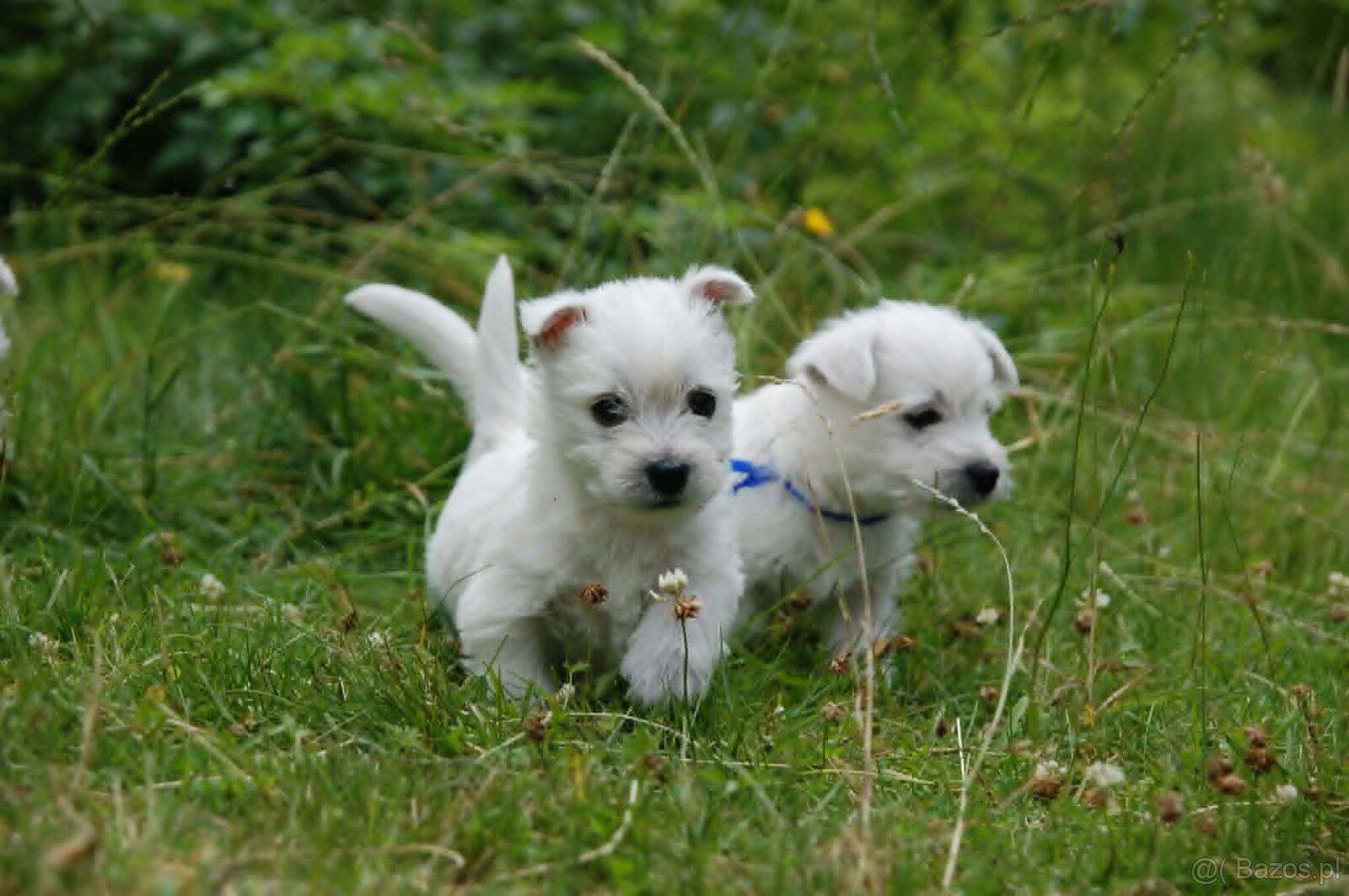Szczeniaki West Terrier - 4