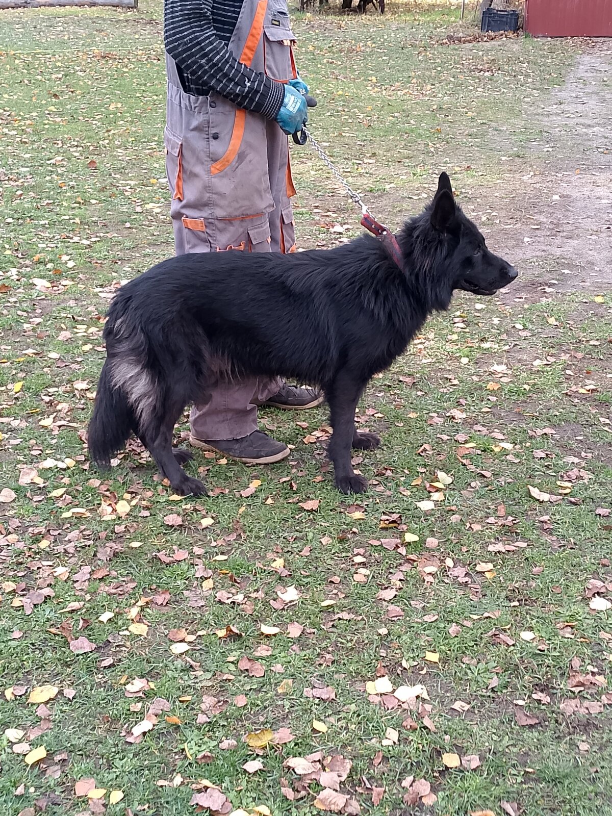 Owczarek niemiecki długowłosy - 4