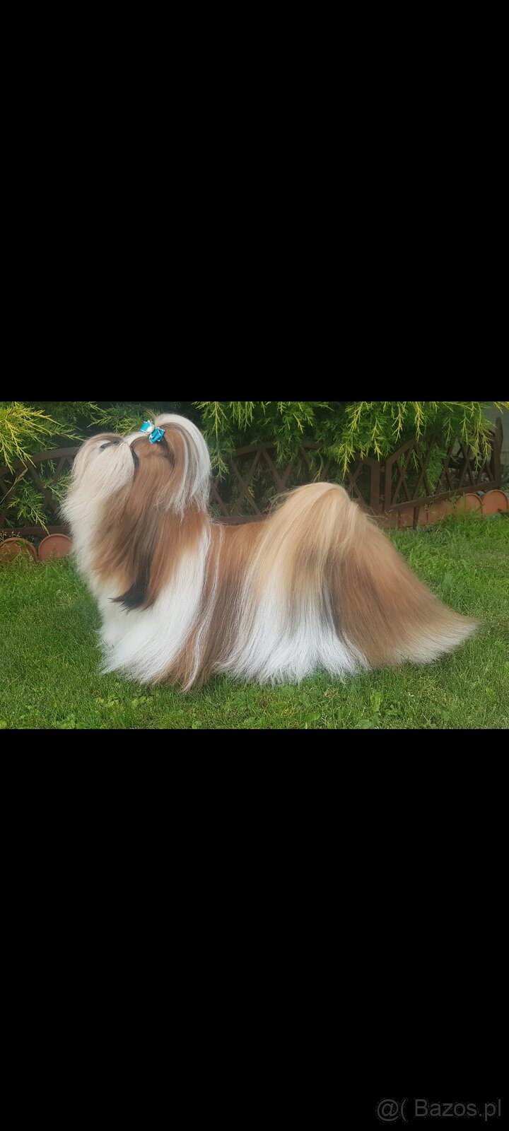 Piesek Shih Tzu - 4