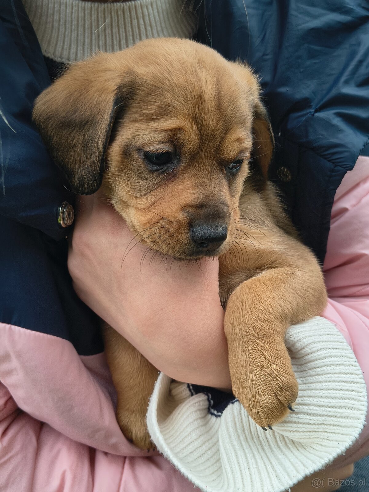 Szczeniaki za darmo piesek - 4