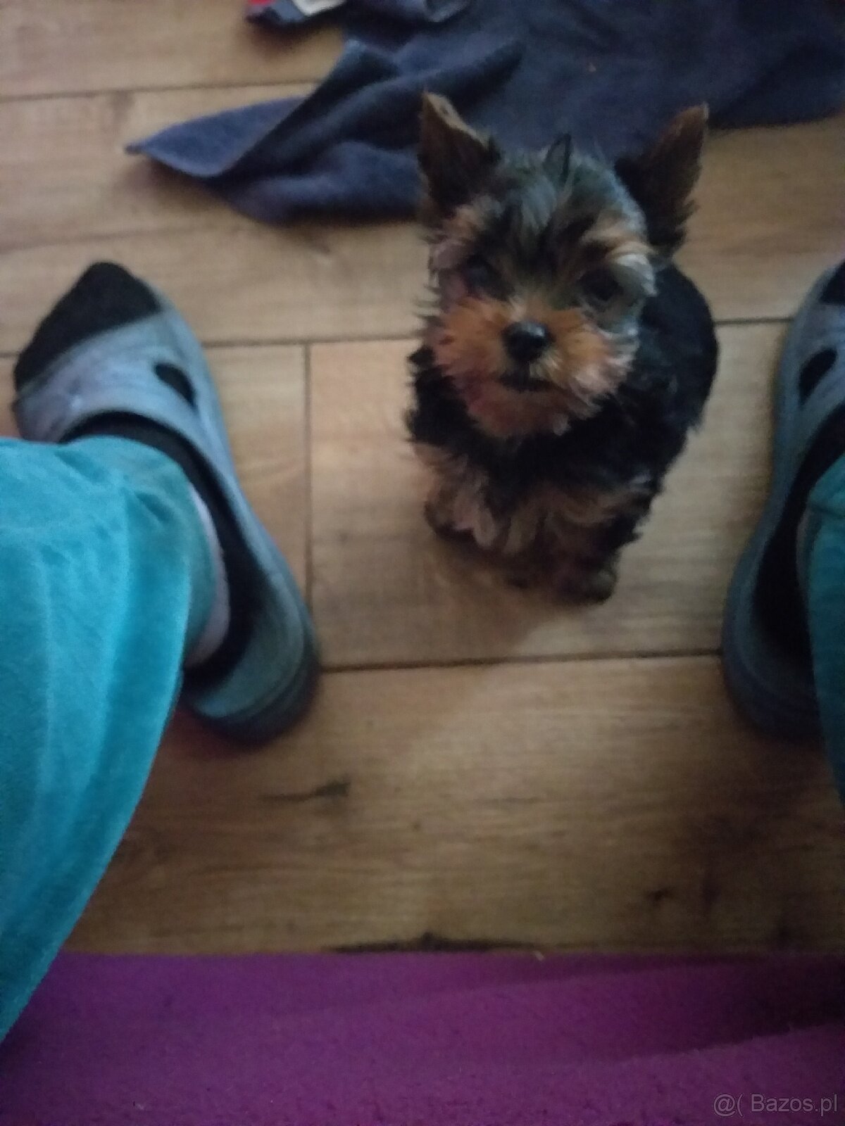 Sprzedam szczeniaki york terrier 1 pieska - 4