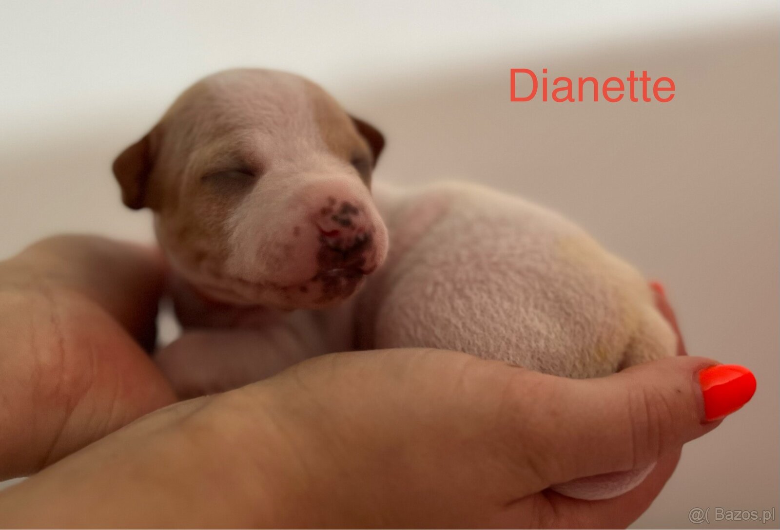 American Hairless Terrier z PP FCI - 4