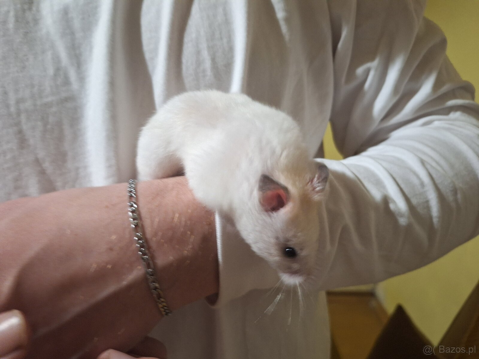 Chomik syryjski samiec Dorosły 4 miesięczny - 4