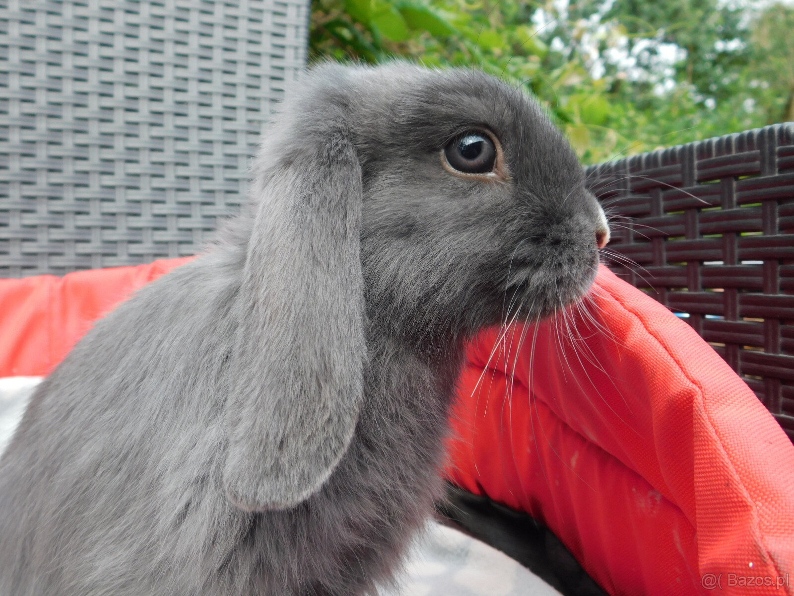 Niebieskie baranki mini lop - 4