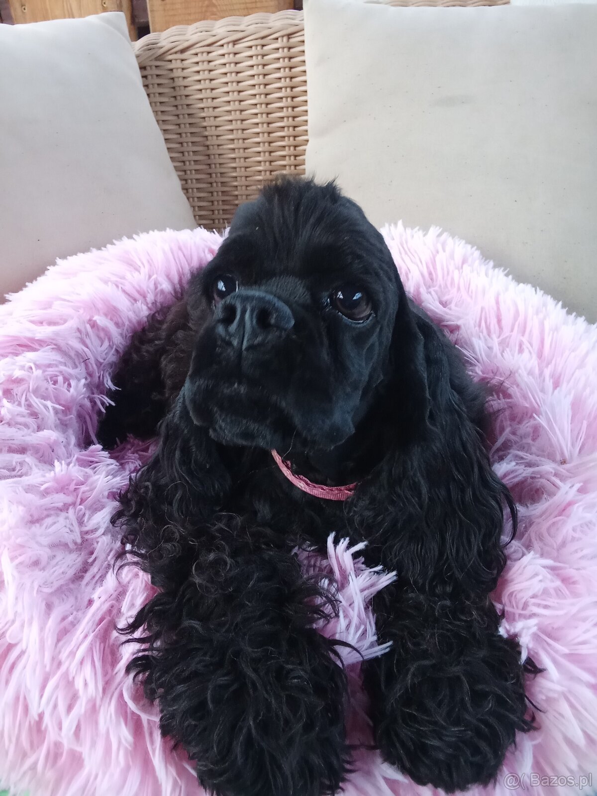 Cocker spaniel american/PP fci - 4