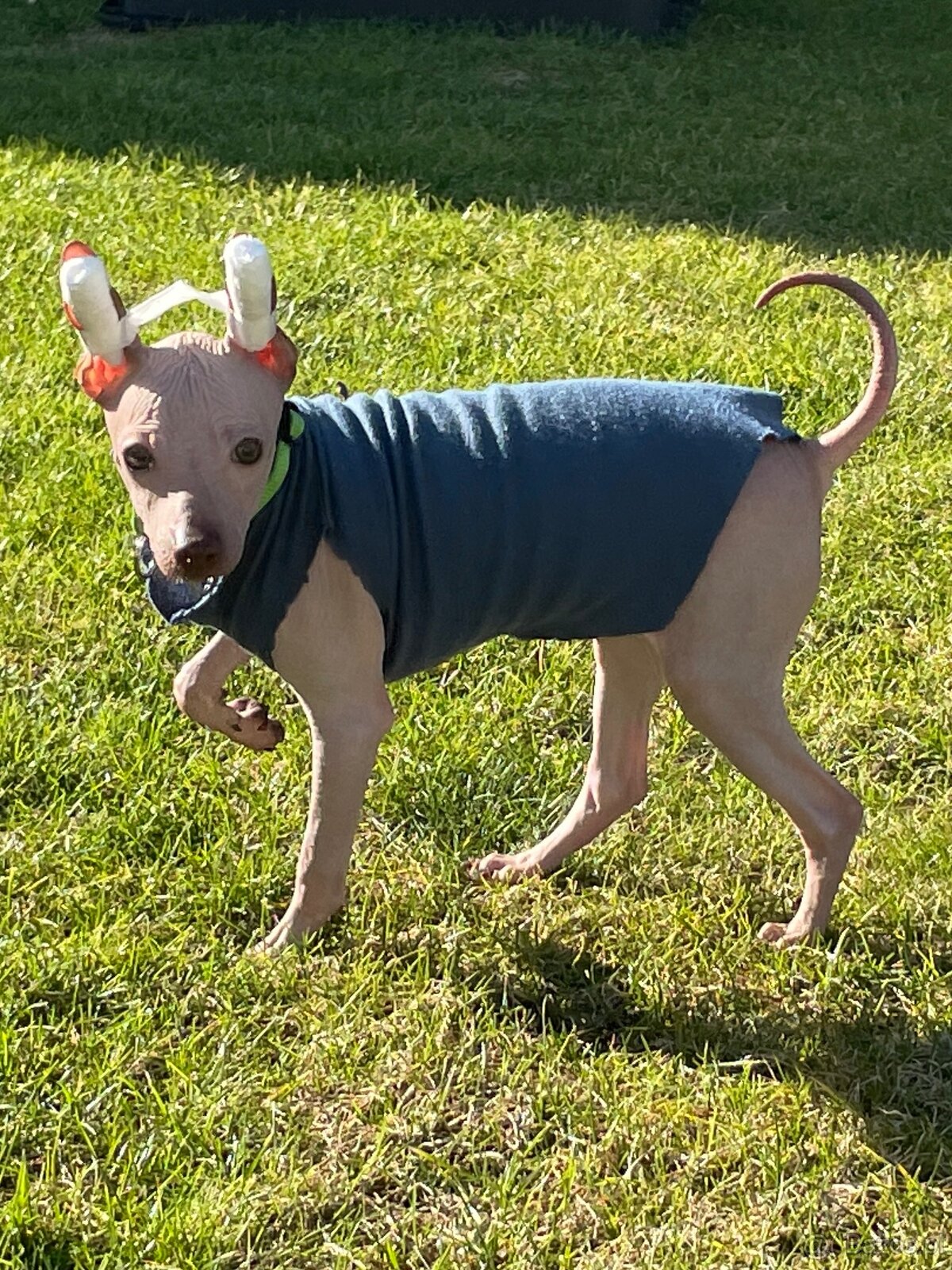 Peruwiański Pies bezwłosy - OSTATNI WOLNY PIES - 4