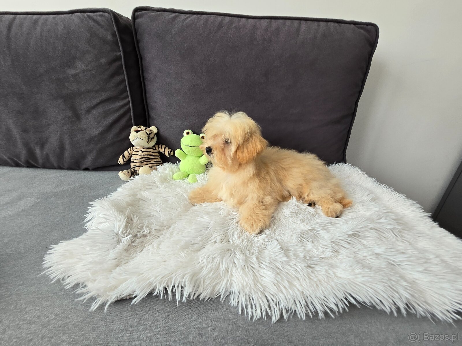 Maltipoo śliczna suczka - 4