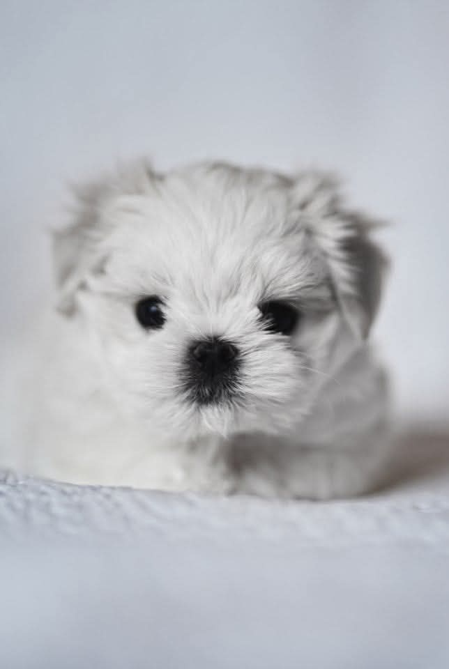 Maltańczyk para hodowlana z rodowodem ZKwP FCI maltese - 4