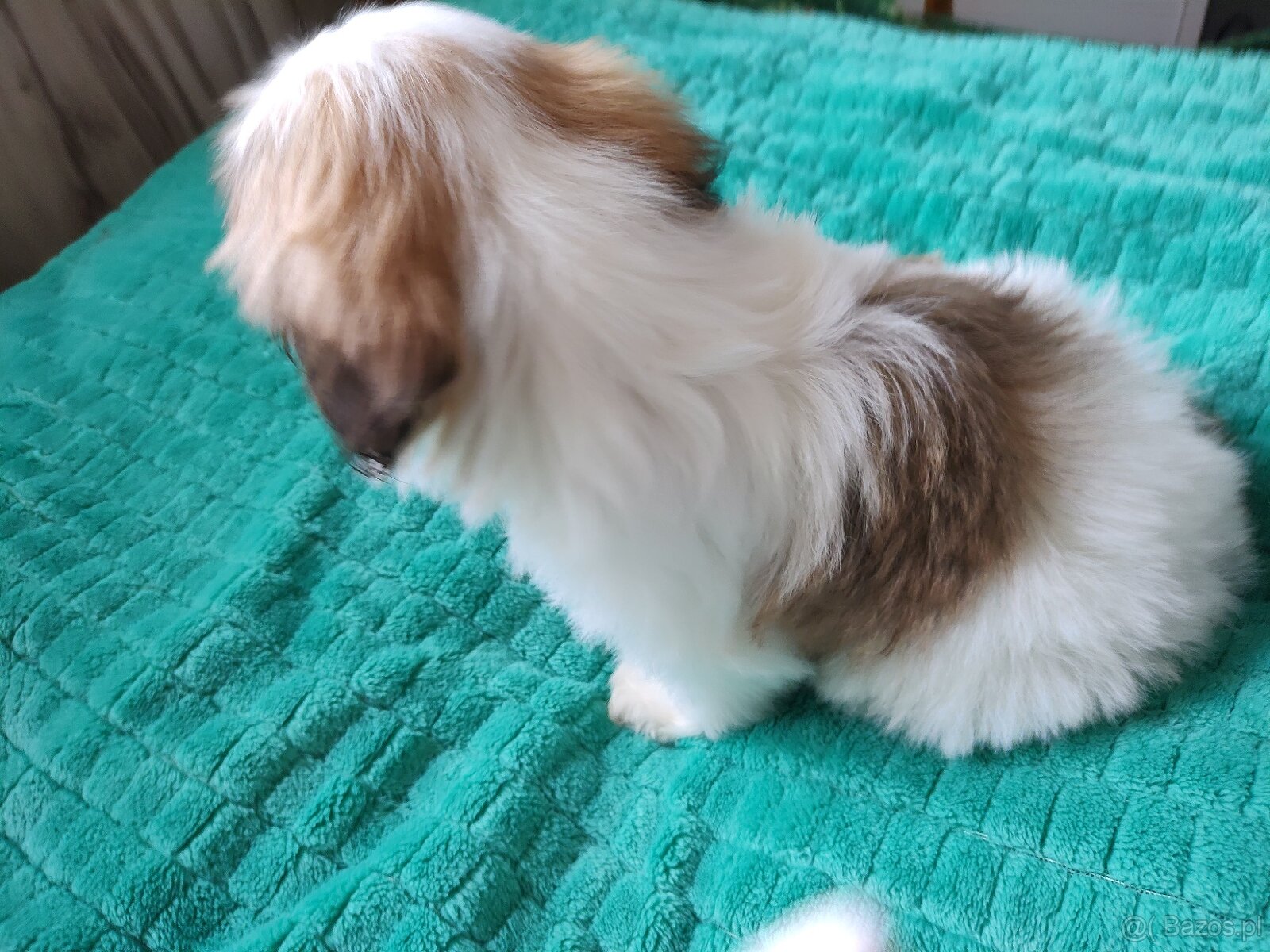 Suczka Shih-tzu - 4