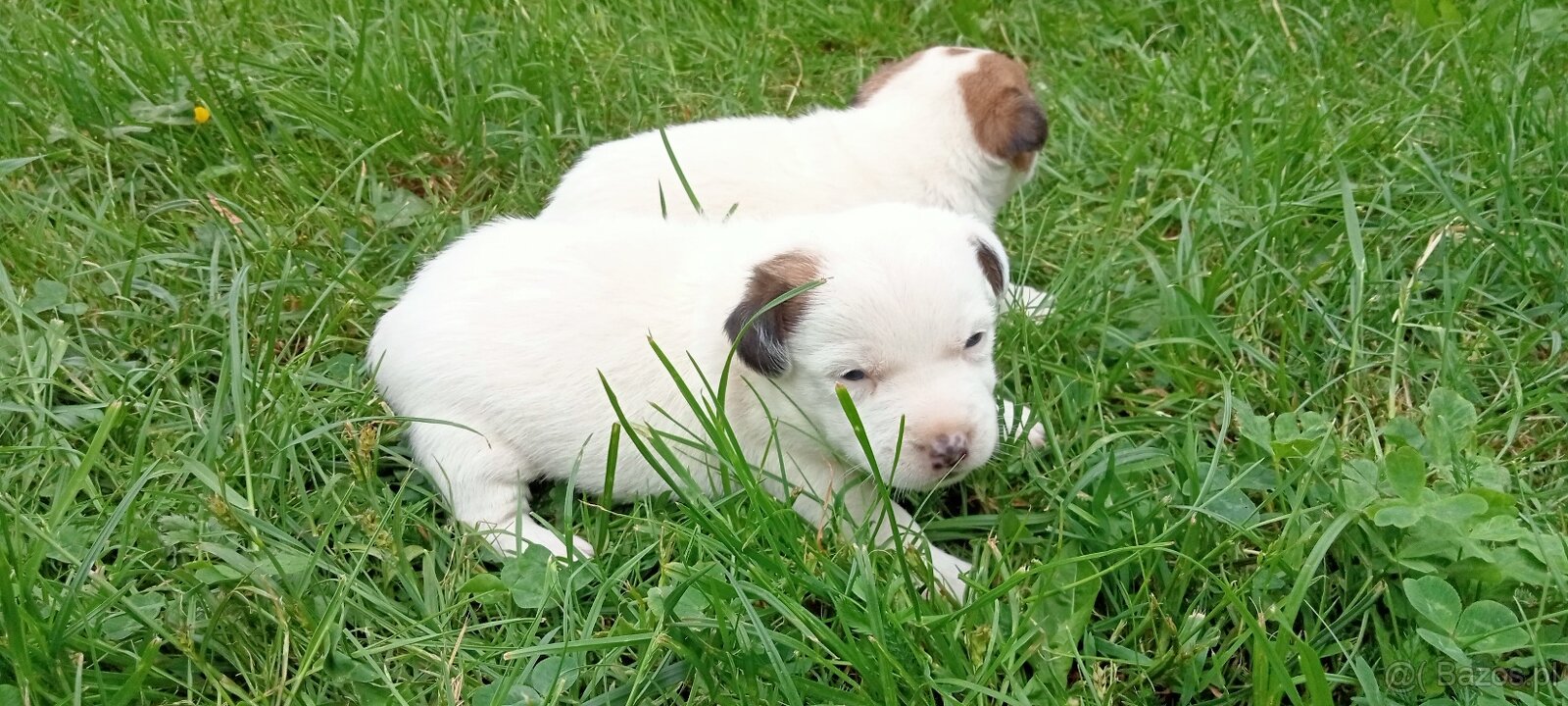 Jack Russell terrier - 4