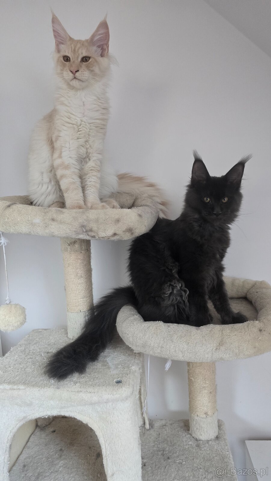Maine coon - 4